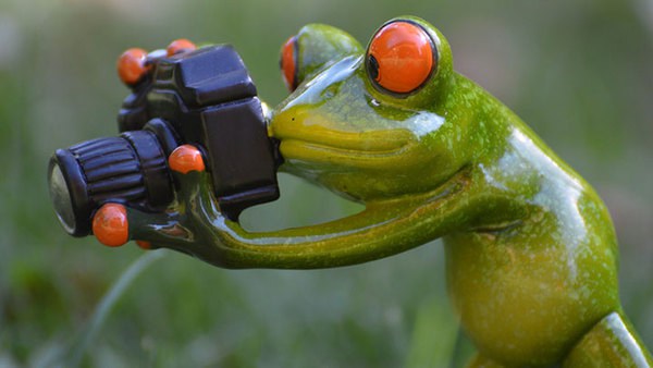 Ein Frosch fotografiert mit der Kamera