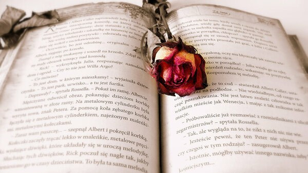 Rose liegt im aufgeschlagenen Buch